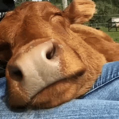 cute cow gifs|cow licking gif.